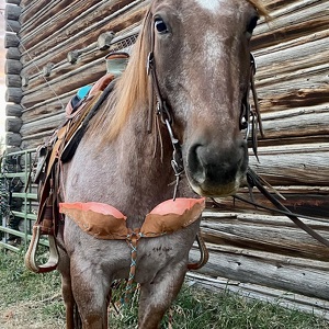 The BREAST Collar for the WILDEST Women of the West